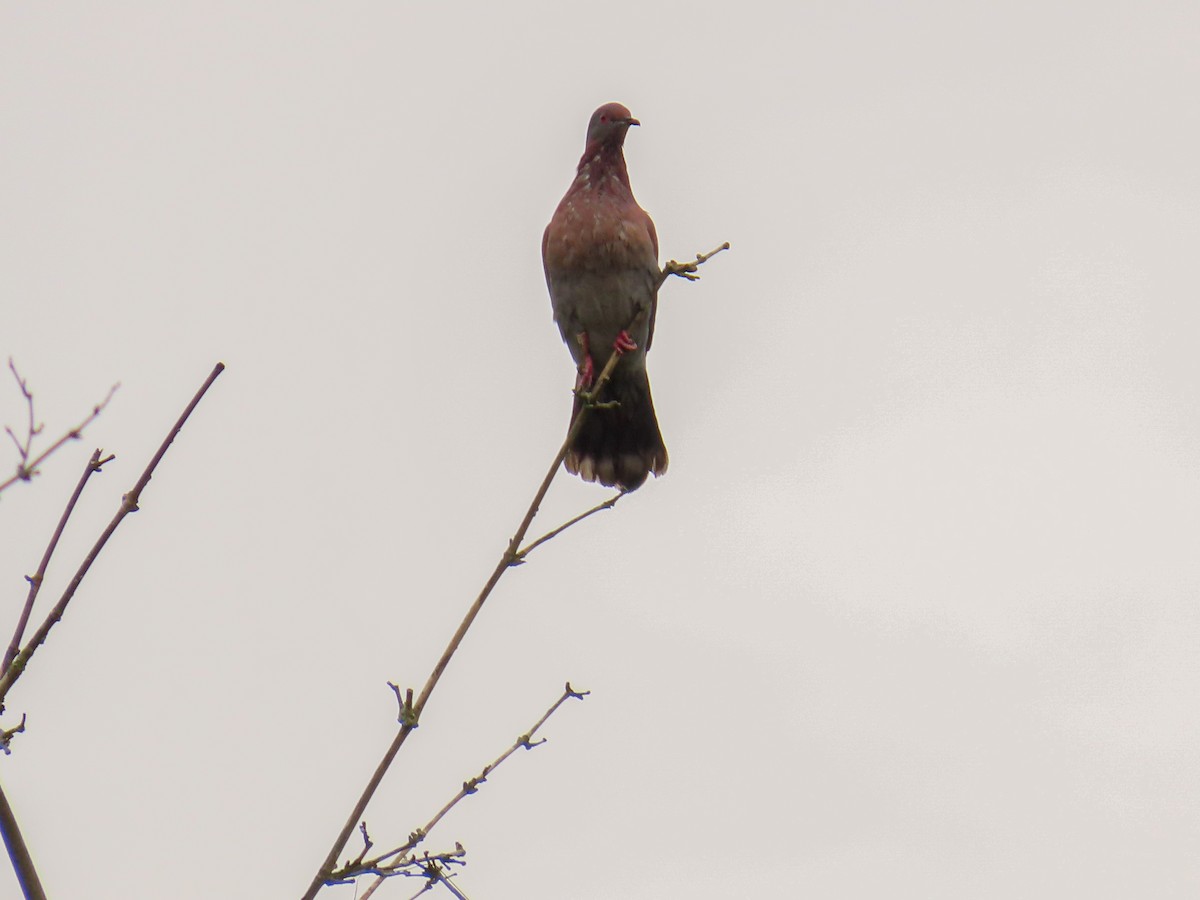 Pale-vented Pigeon - ML643838429