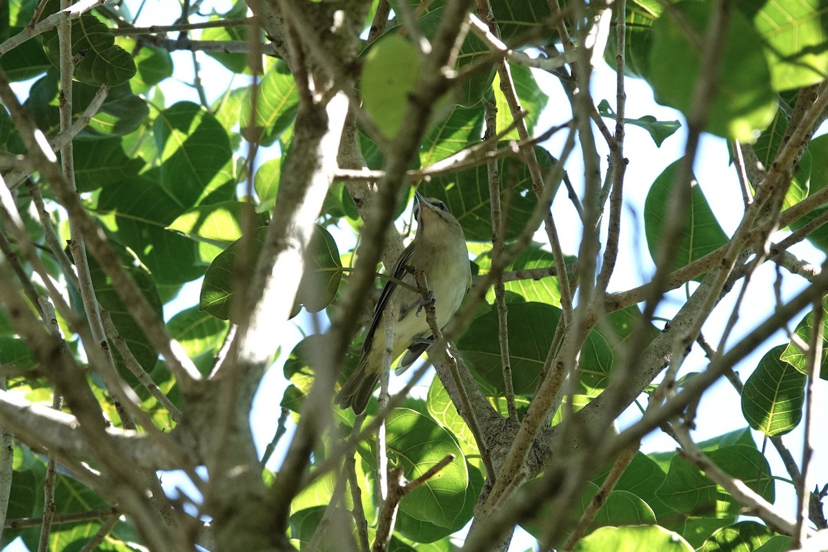 Black-whiskered Vireo - ML643838458