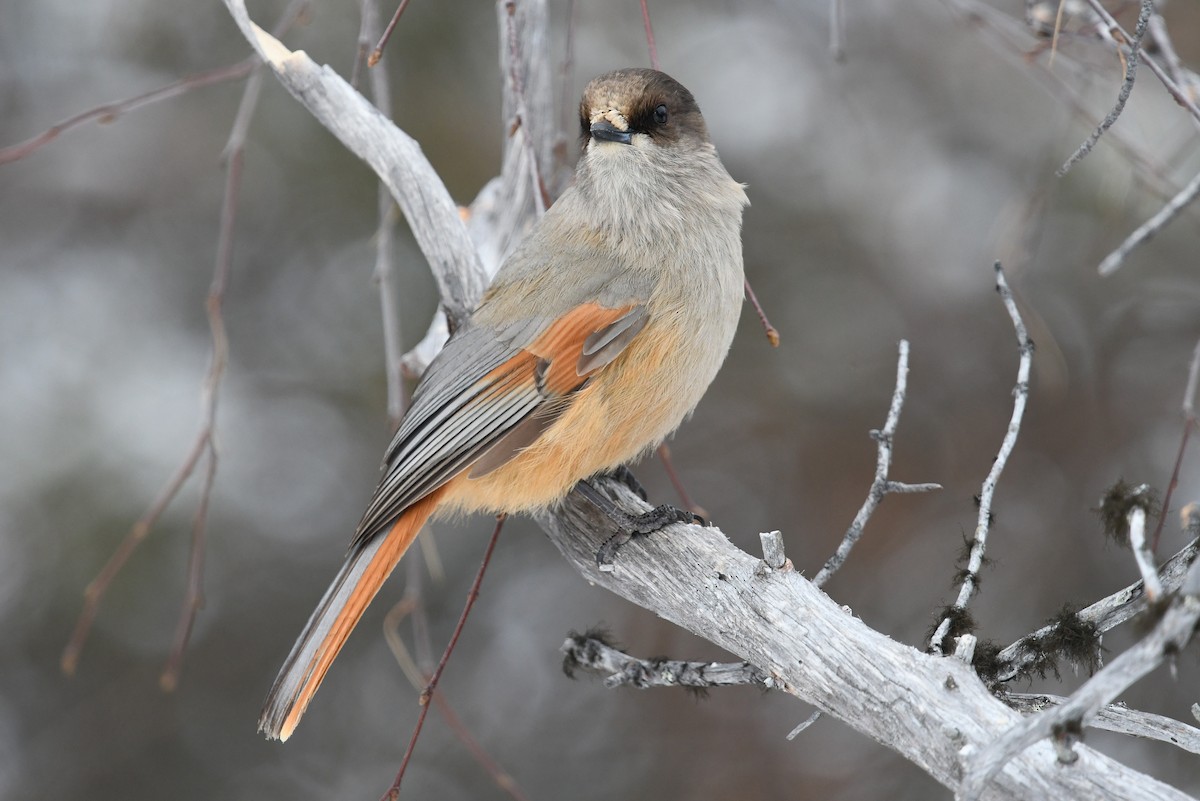 Siberian Jay - ML643838479