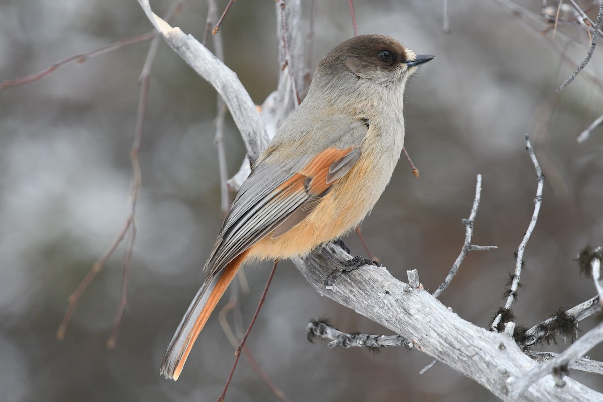 Siberian Jay - ML643838486