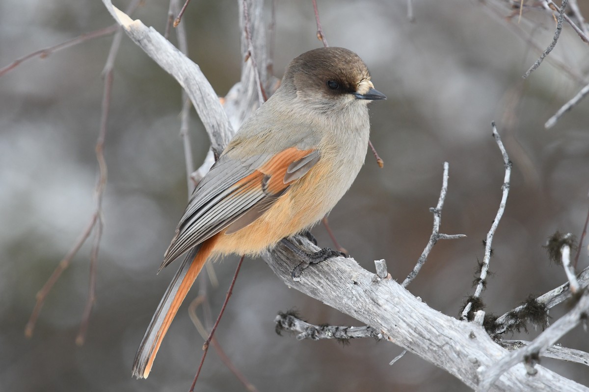 Siberian Jay - ML643838490
