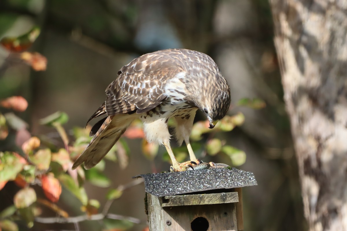 カタアカノスリ - ML643838491