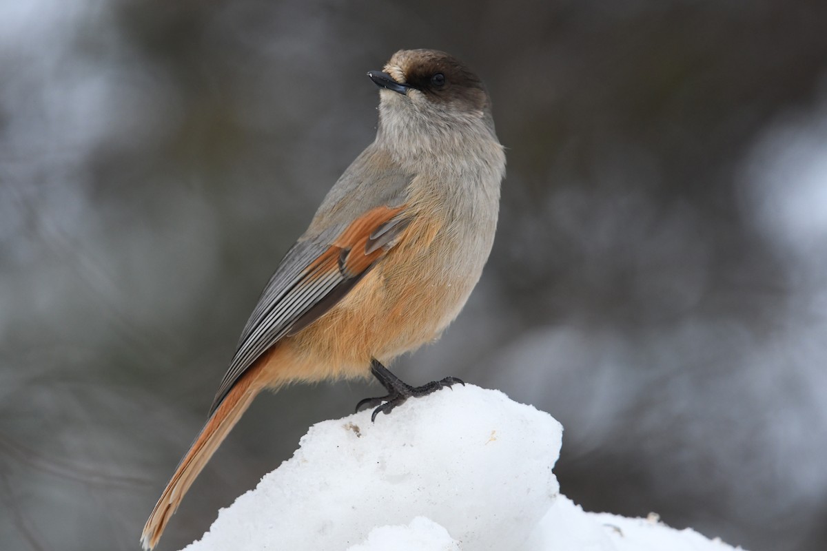 Siberian Jay - ML643838497
