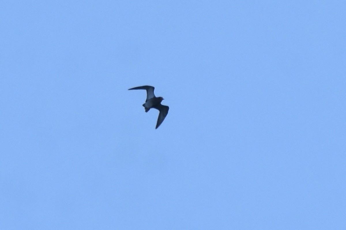 European Golden-Plover - ML643838514