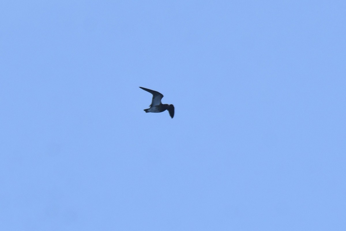 European Golden-Plover - ML643838515