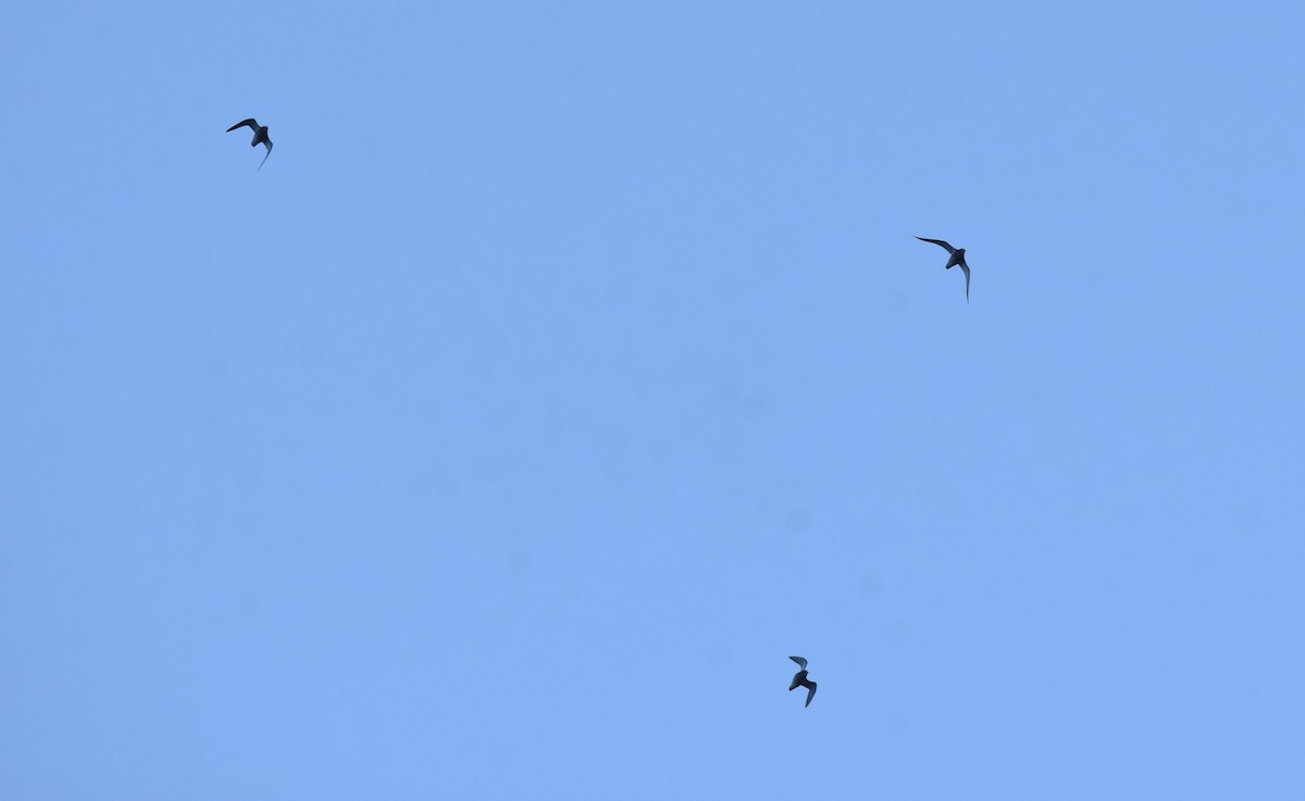 European Golden-Plover - ML643838516
