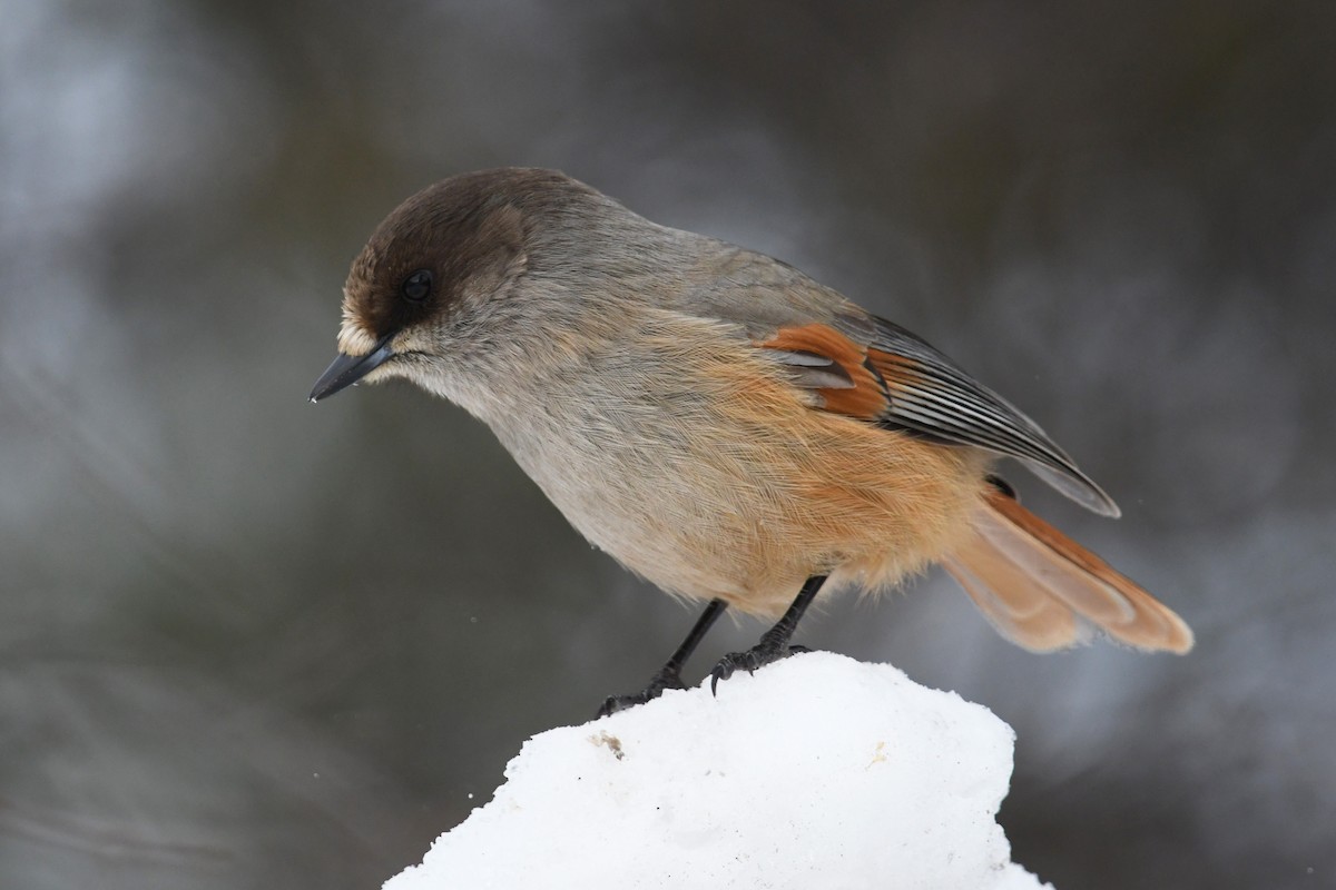 Siberian Jay - ML643838520