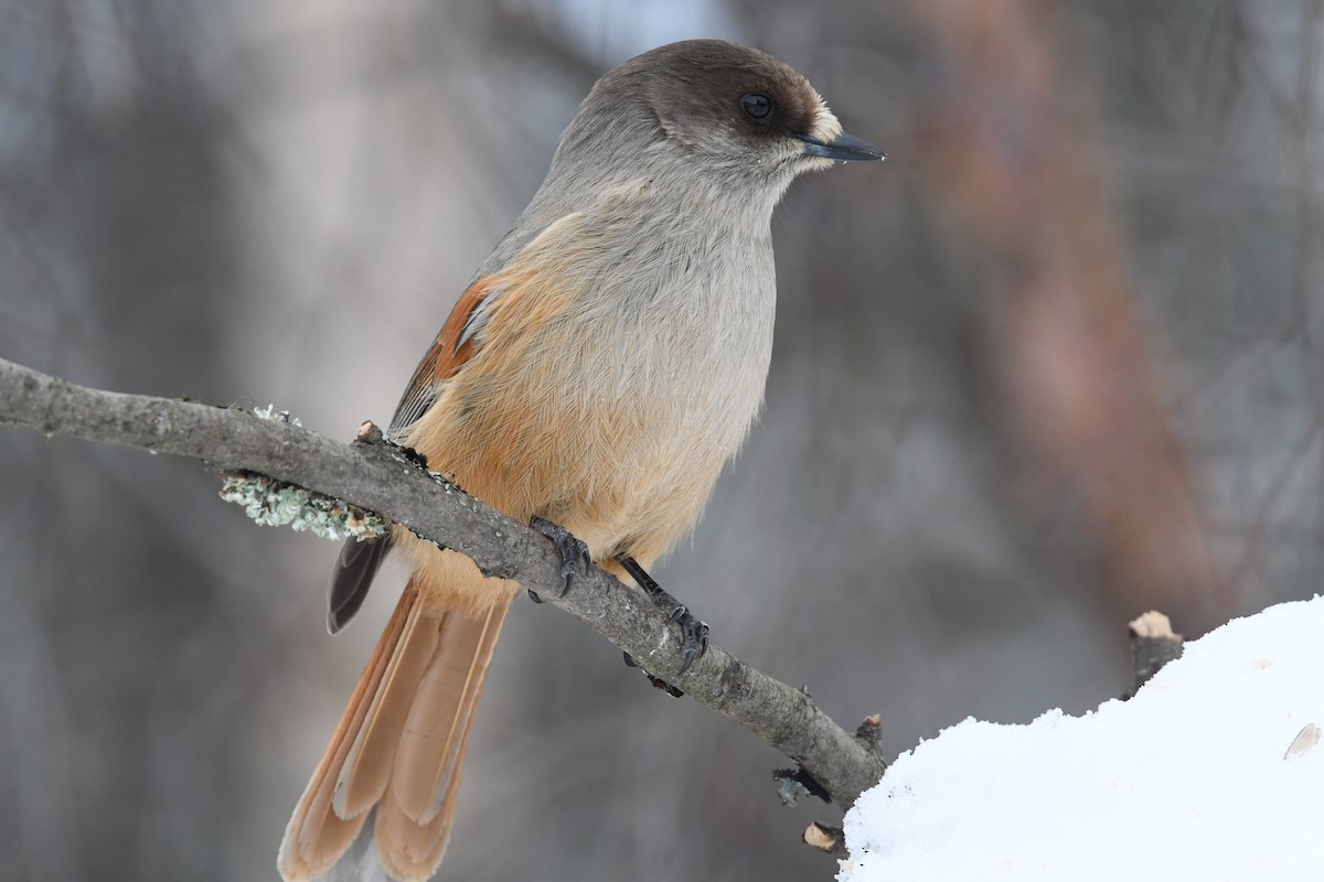 Siberian Jay - ML643838528