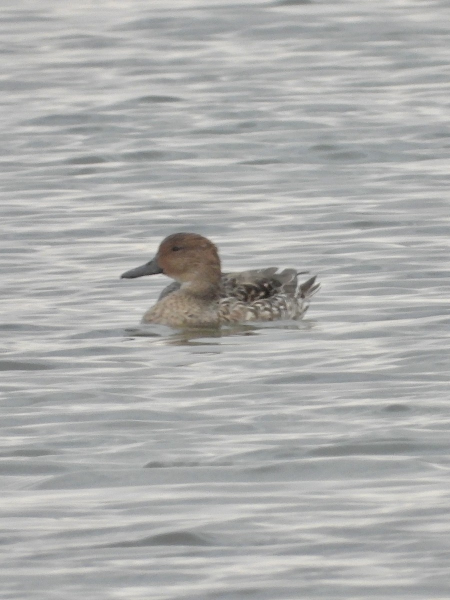 Шовтгор алаг нугас - ML643838530