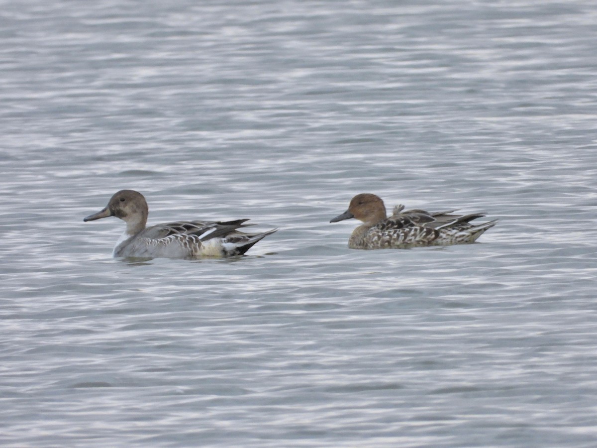 Шовтгор алаг нугас - ML643838531