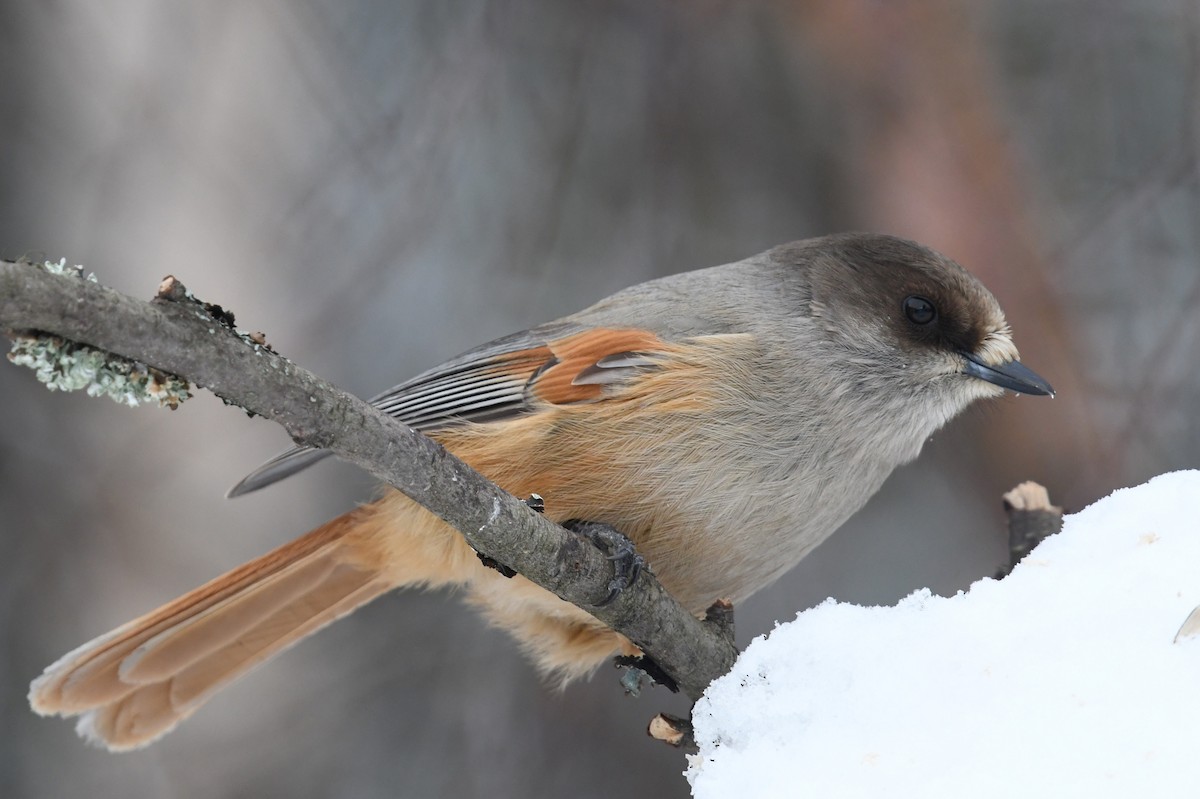 Siberian Jay - ML643838538