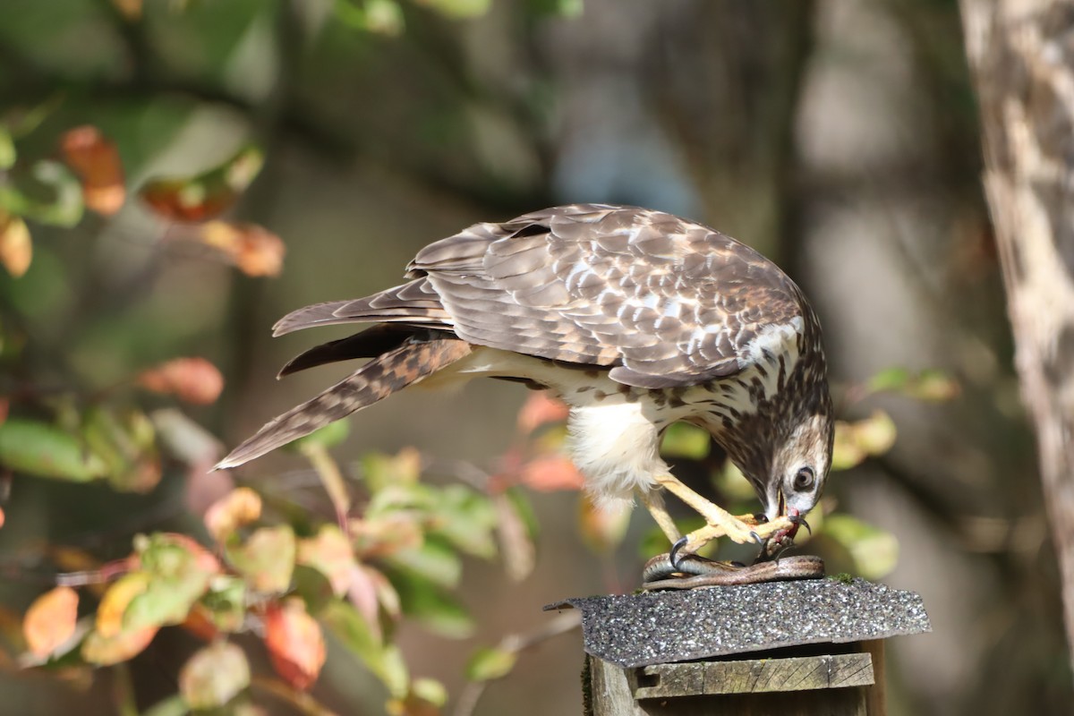 カタアカノスリ - ML643838544