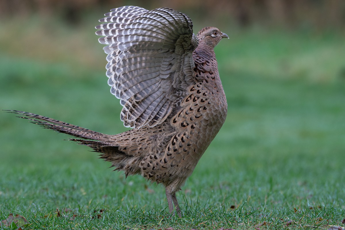 Fagiano comune - ML643838547