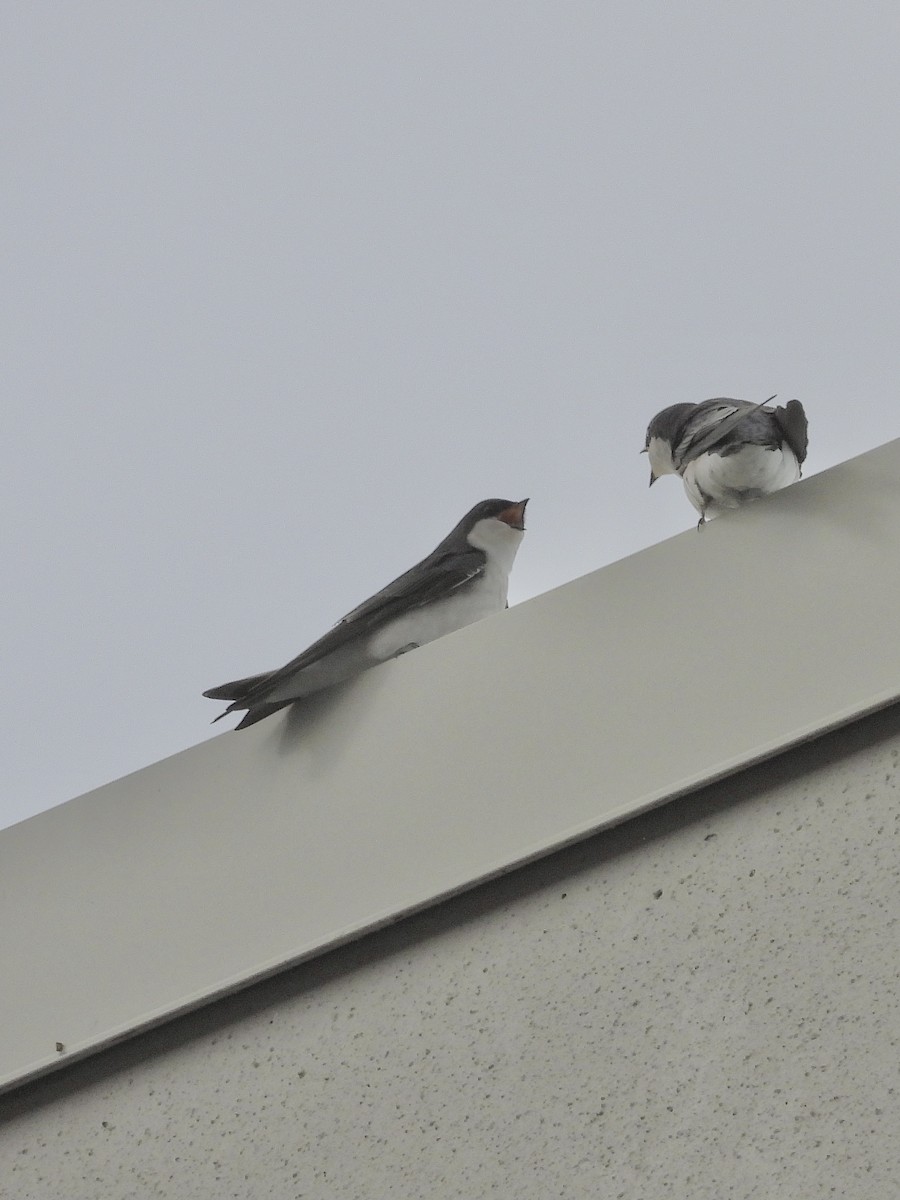 Tree Swallow - ML643838550