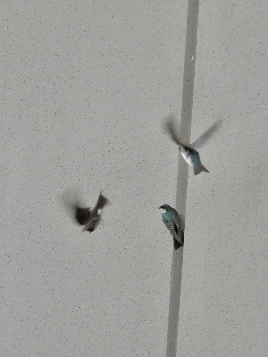 Tree Swallow - ML643838551