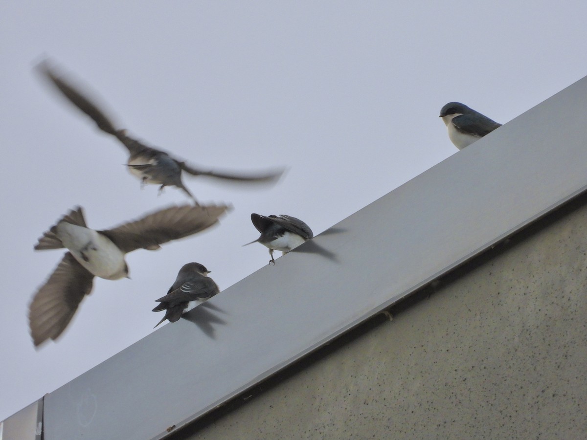 Tree Swallow - ML643838553
