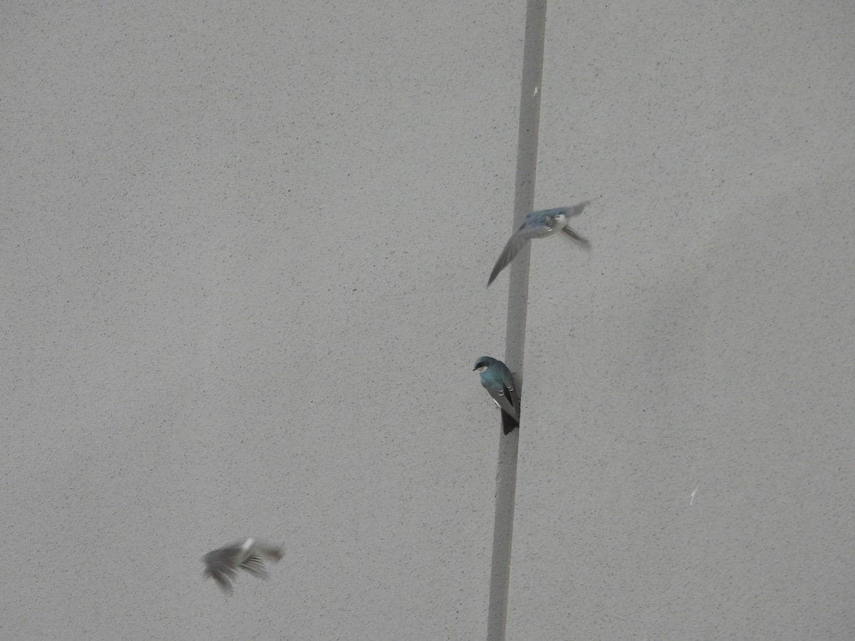 Tree Swallow - ML643838554