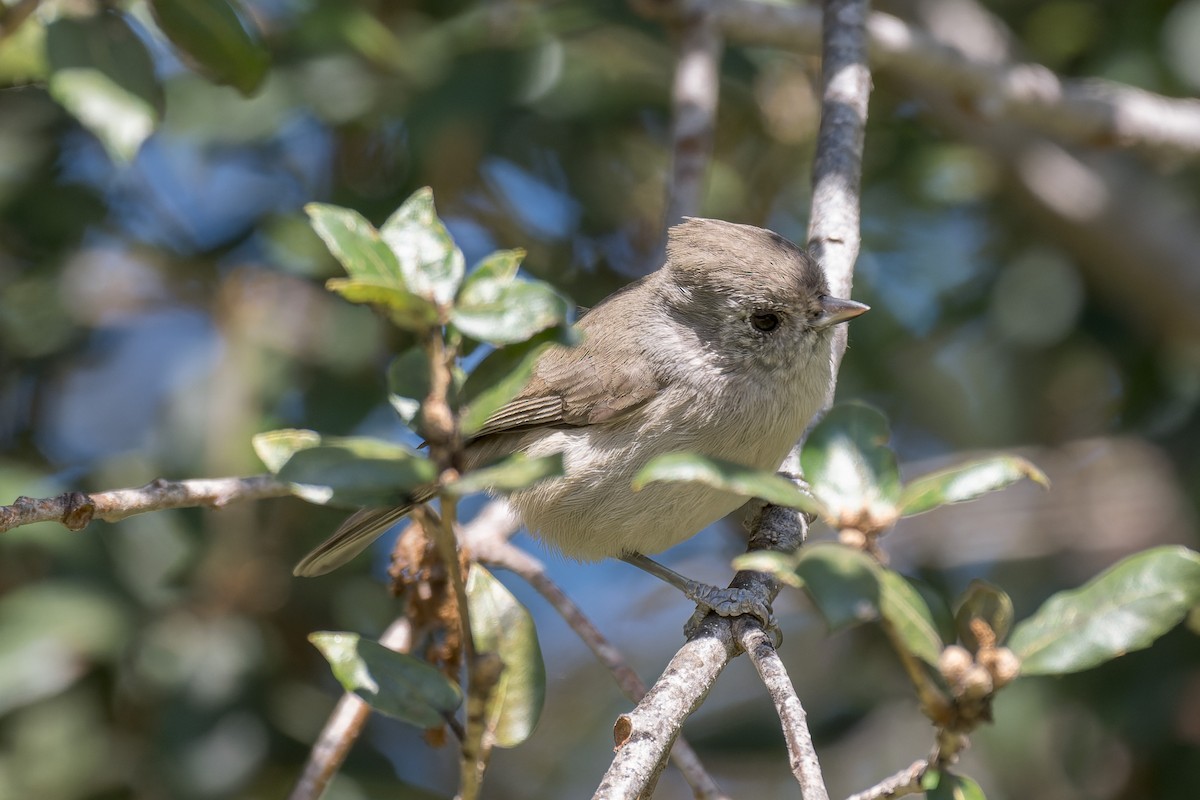 Oak Titmouse - ML643838572
