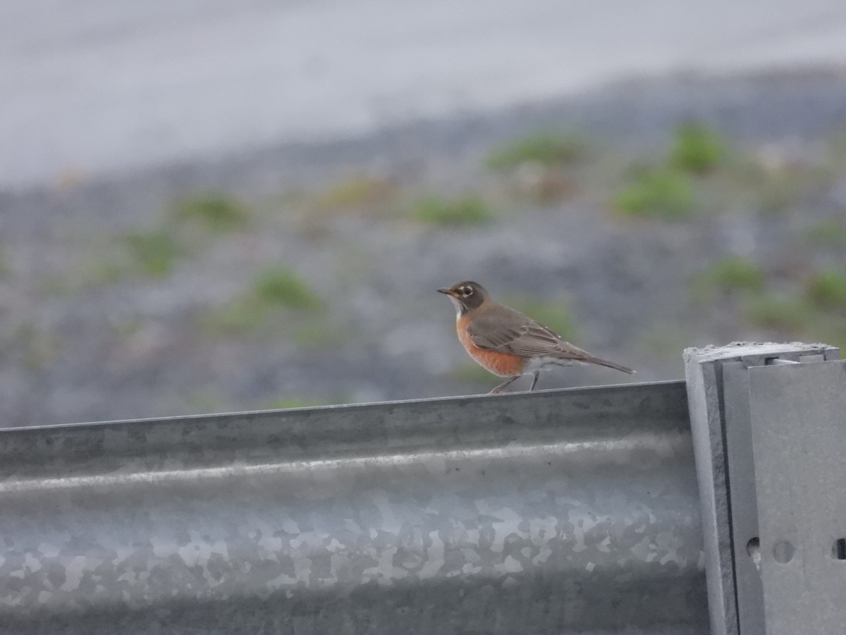 American Robin - ML643838574