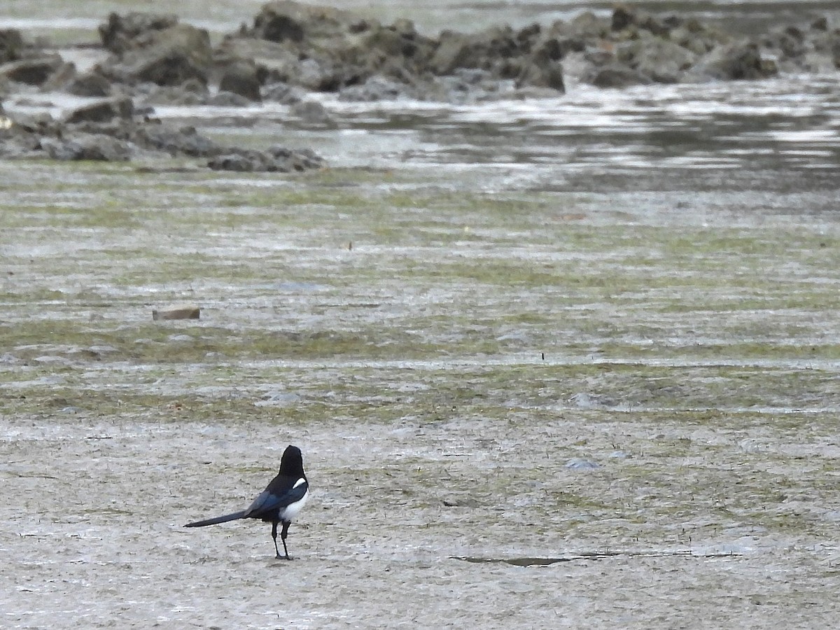 Eurasian Magpie - ML643838578