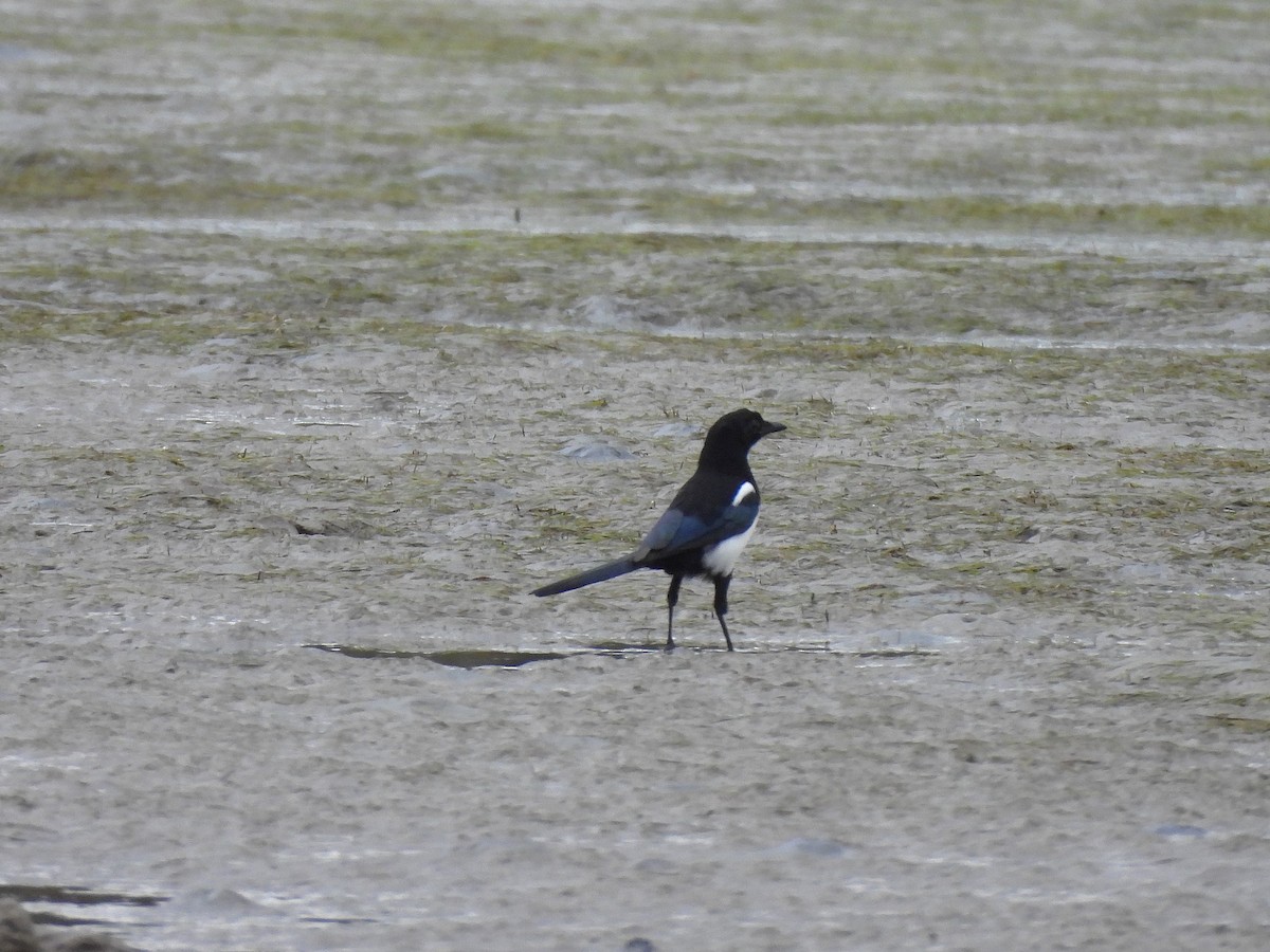 Eurasian Magpie - ML643838579