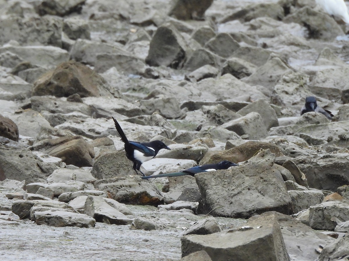 Eurasian Magpie - ML643838580