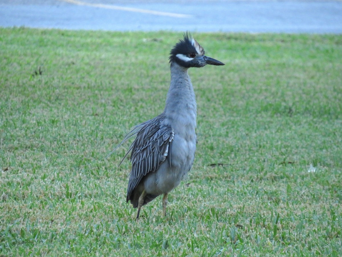 Yellow-crowned Night Heron - ML643838582