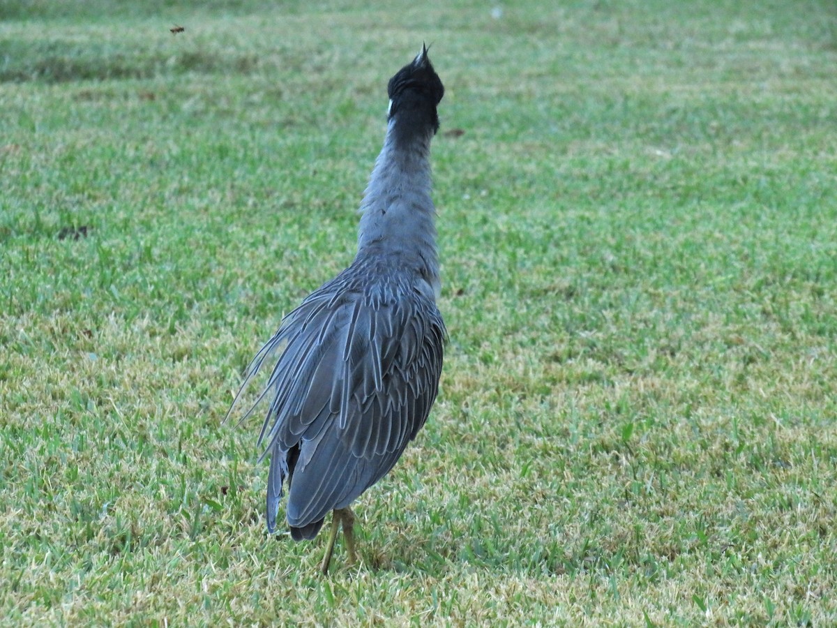 Yellow-crowned Night Heron - ML643838583