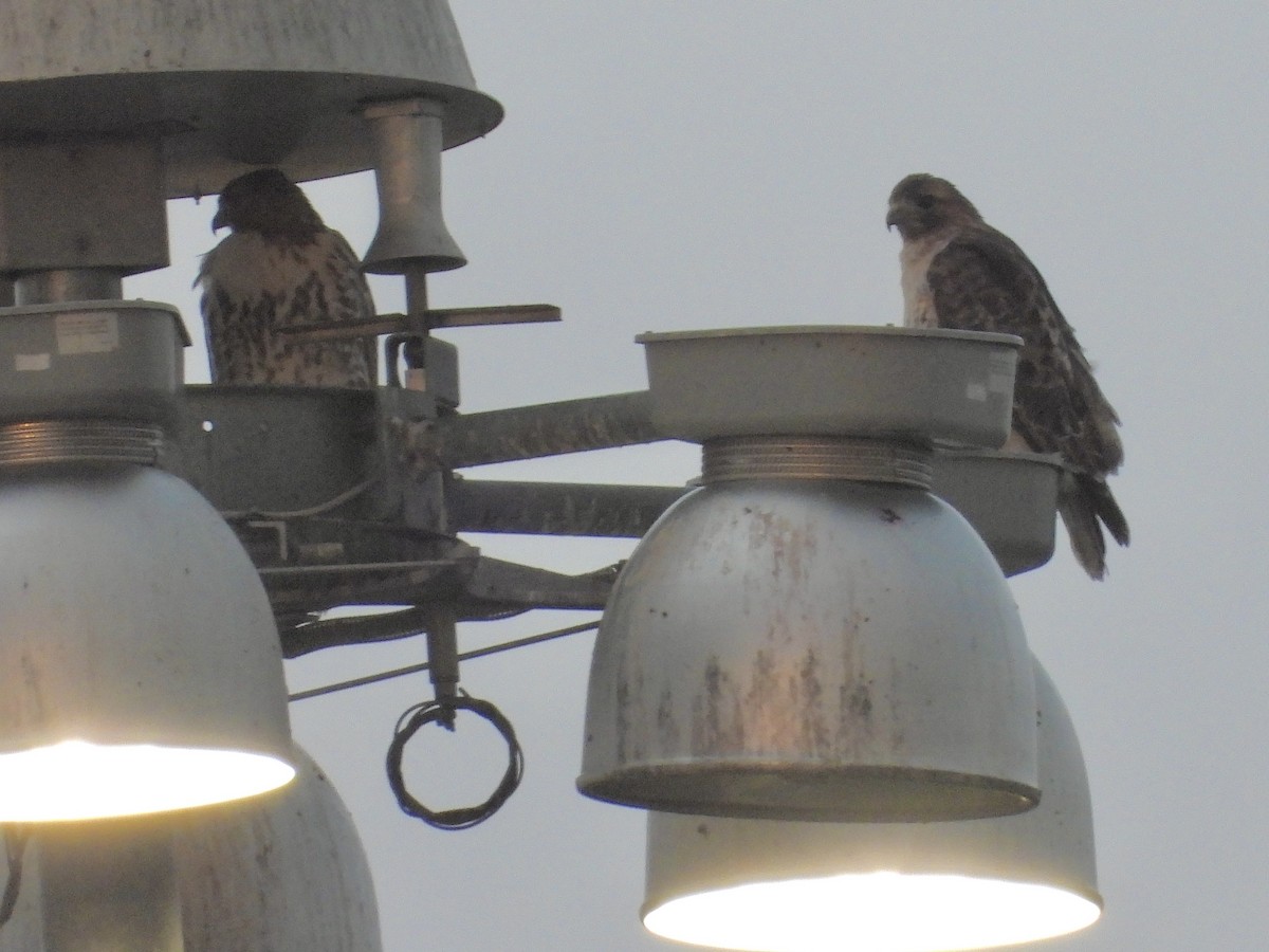 Red-tailed Hawk - ML643838587