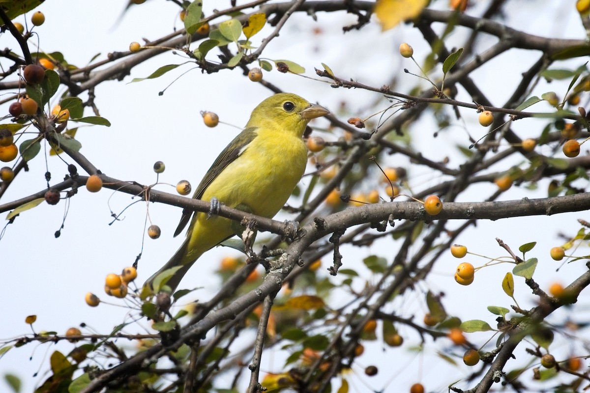 Scarlet Tanager - ML643838601