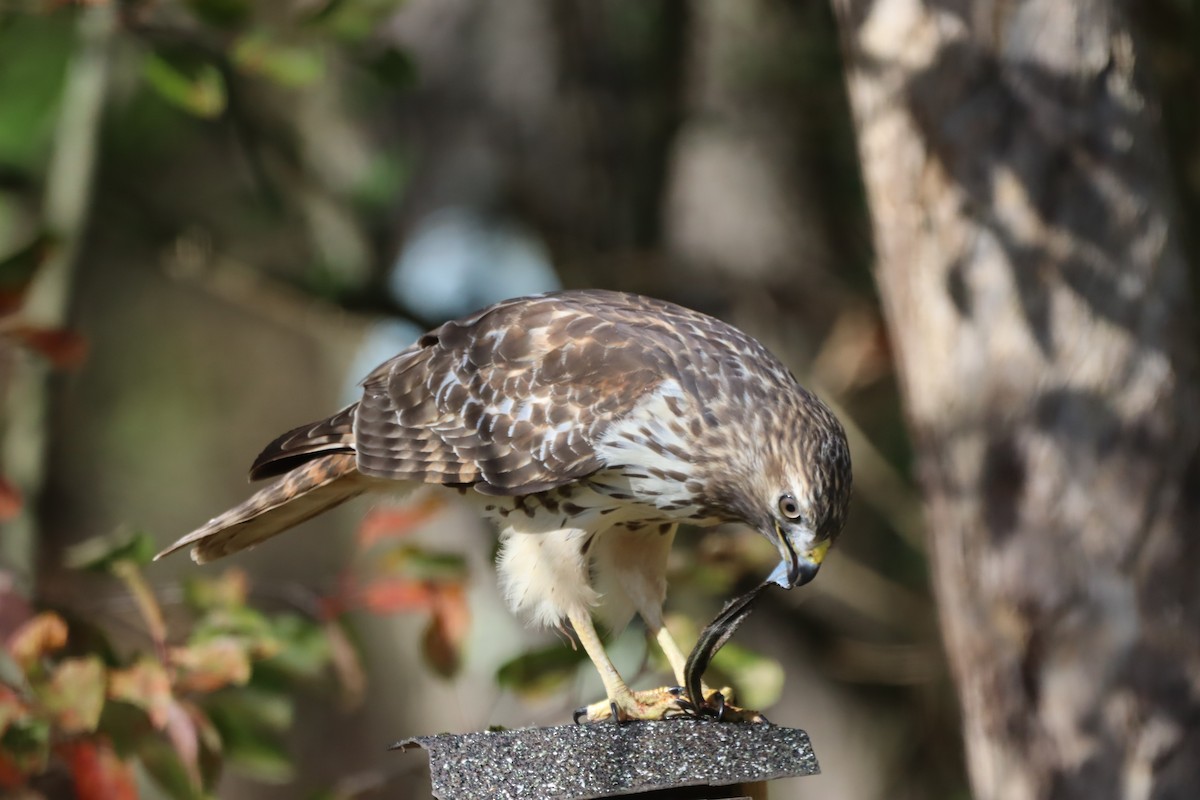 カタアカノスリ - ML643838607