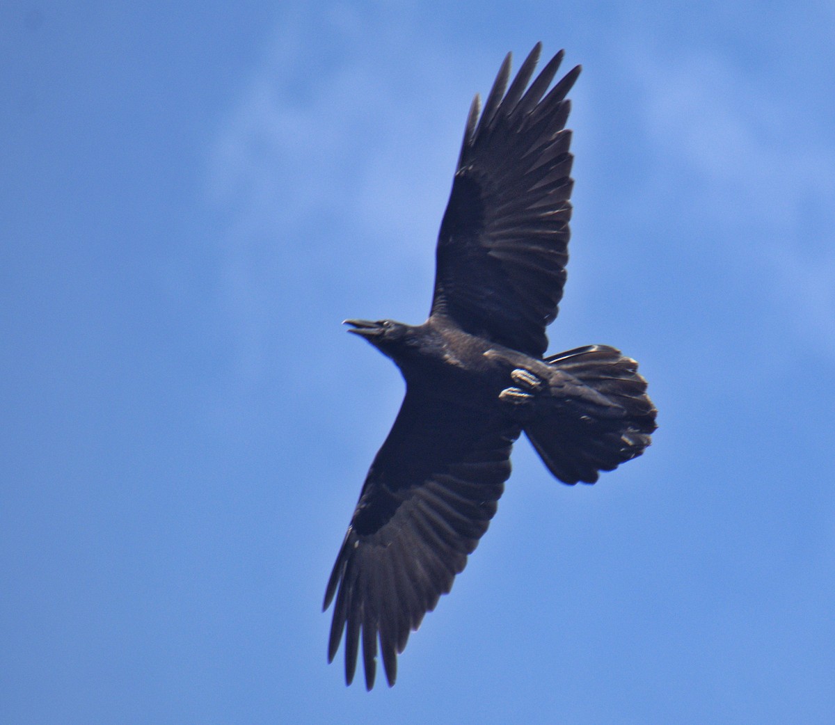 Common Raven - ML643838609