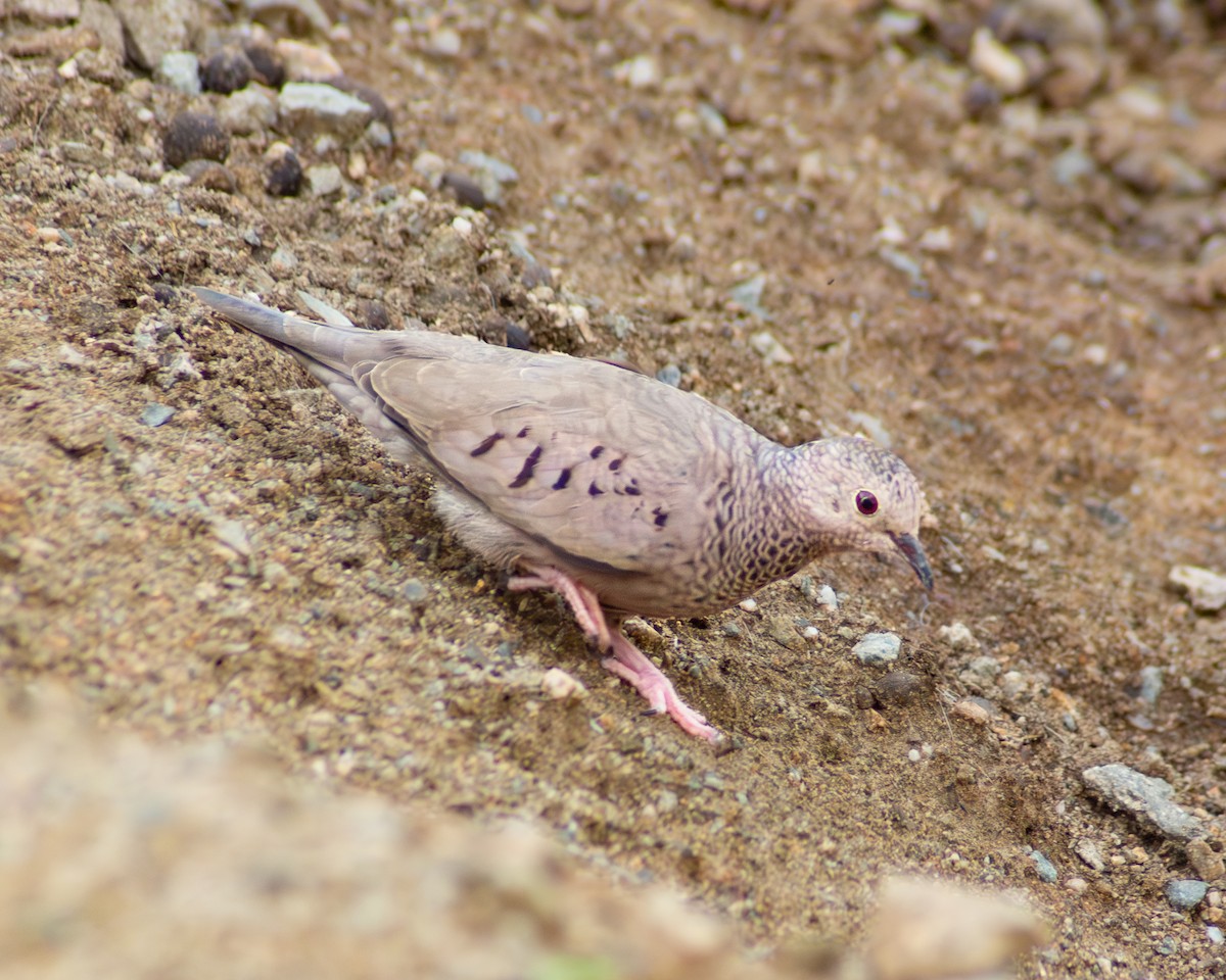 Common Ground Dove - ML643838619