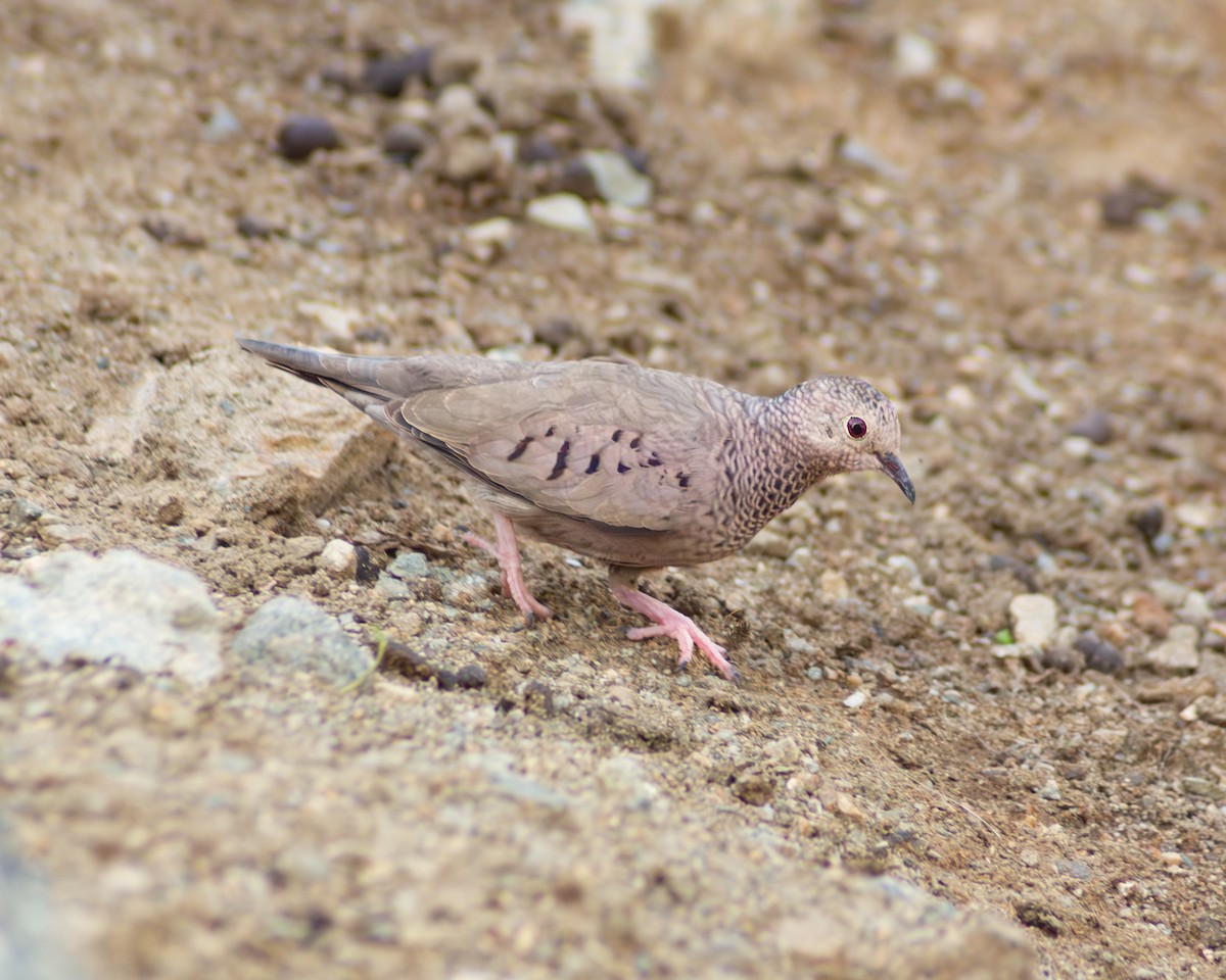 Common Ground Dove - ML643838620