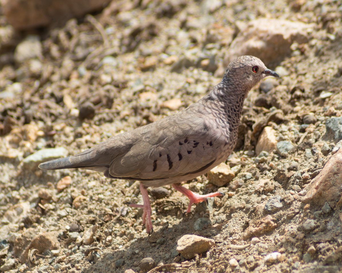 Common Ground Dove - ML643838621