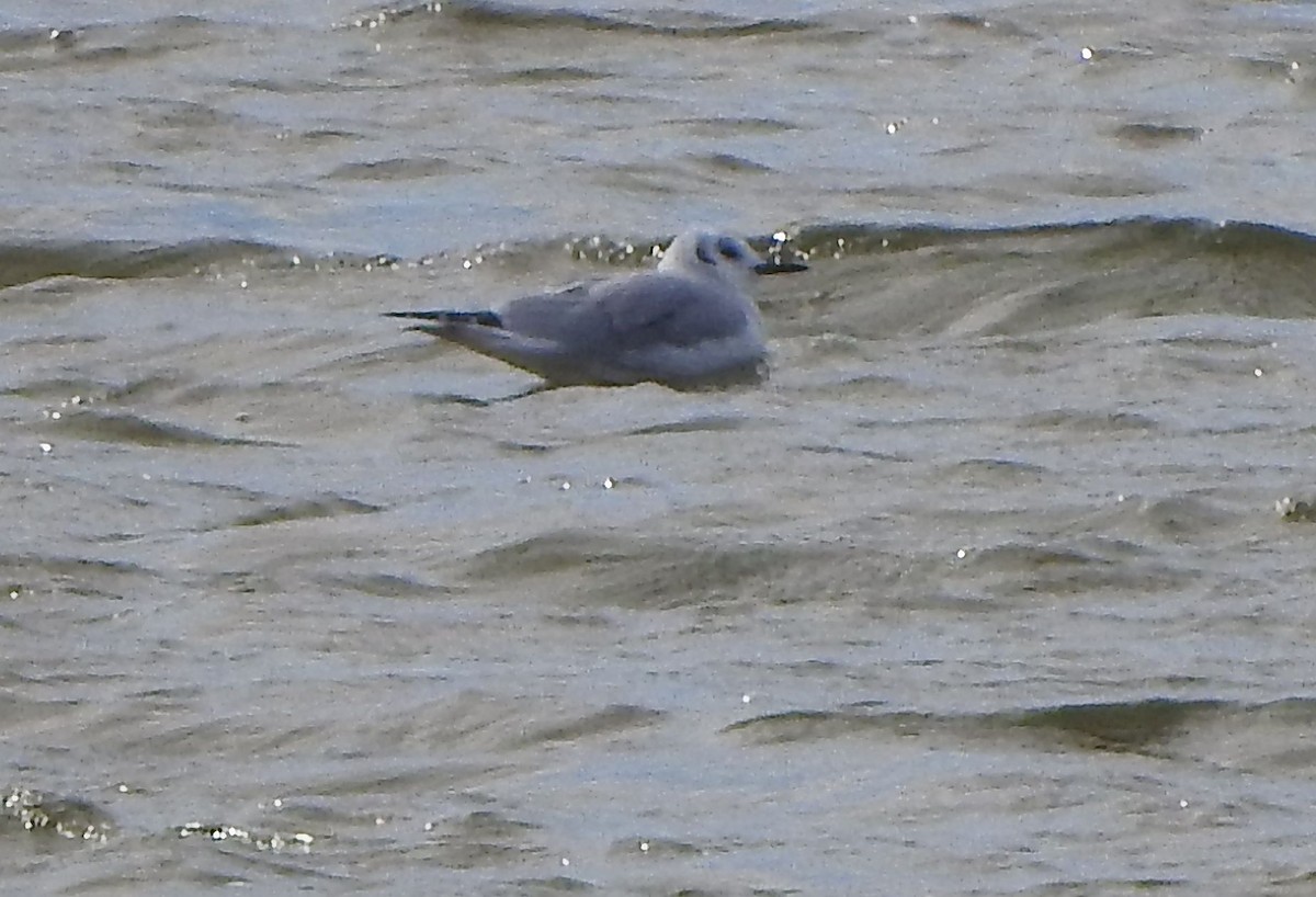 Bonaparte's Gull - ML643838677