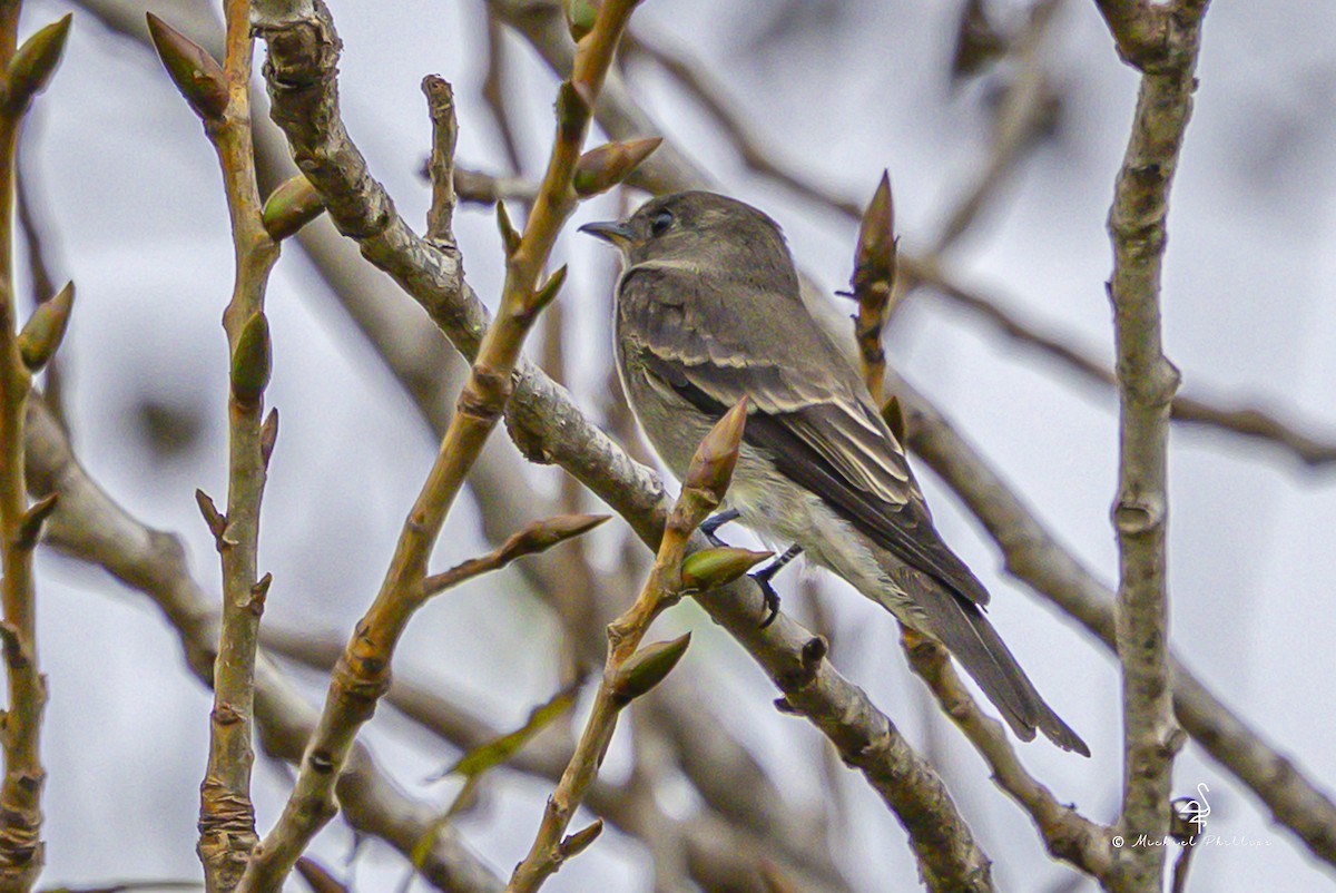 Western Wood-Pewee - ML643838685