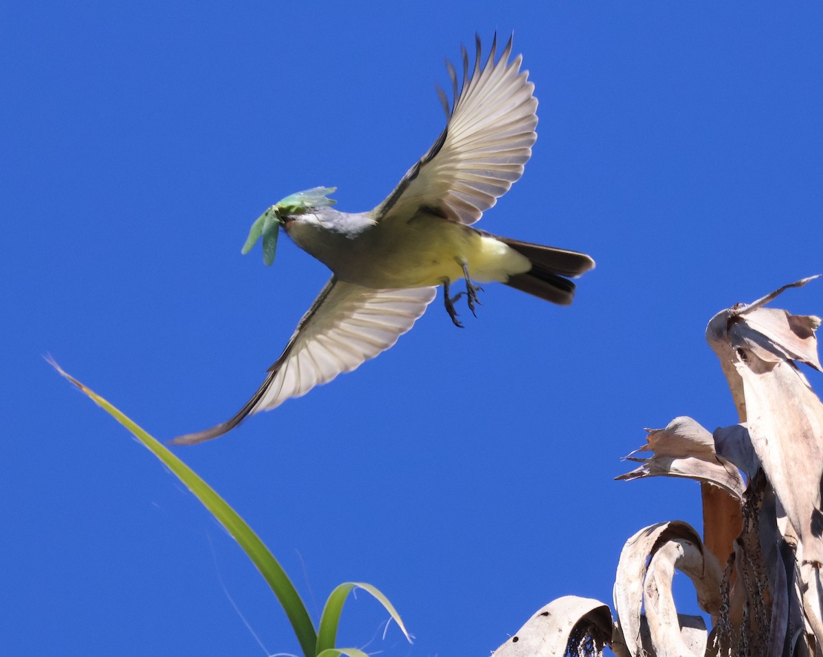Cassin's Kingbird - ML643838688