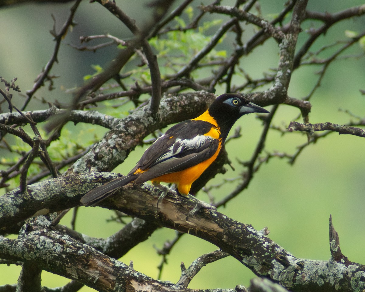 Venezuelan Troupial - ML643838703