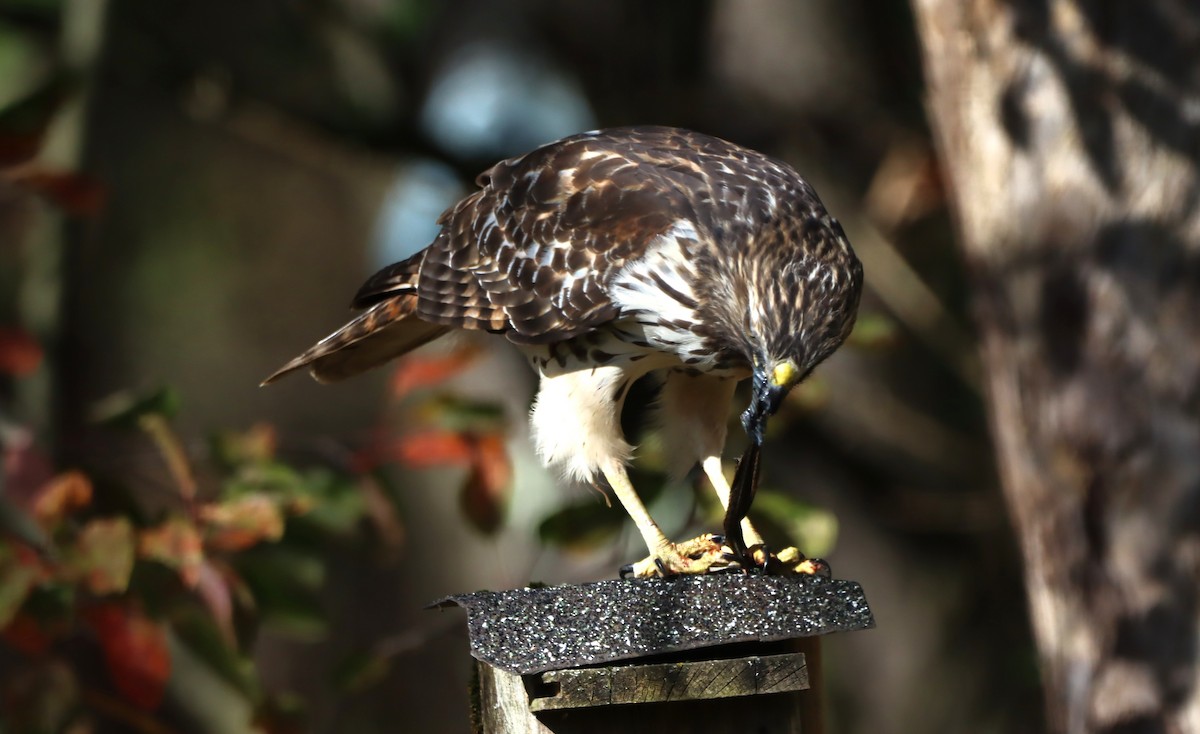 カタアカノスリ - ML643838706