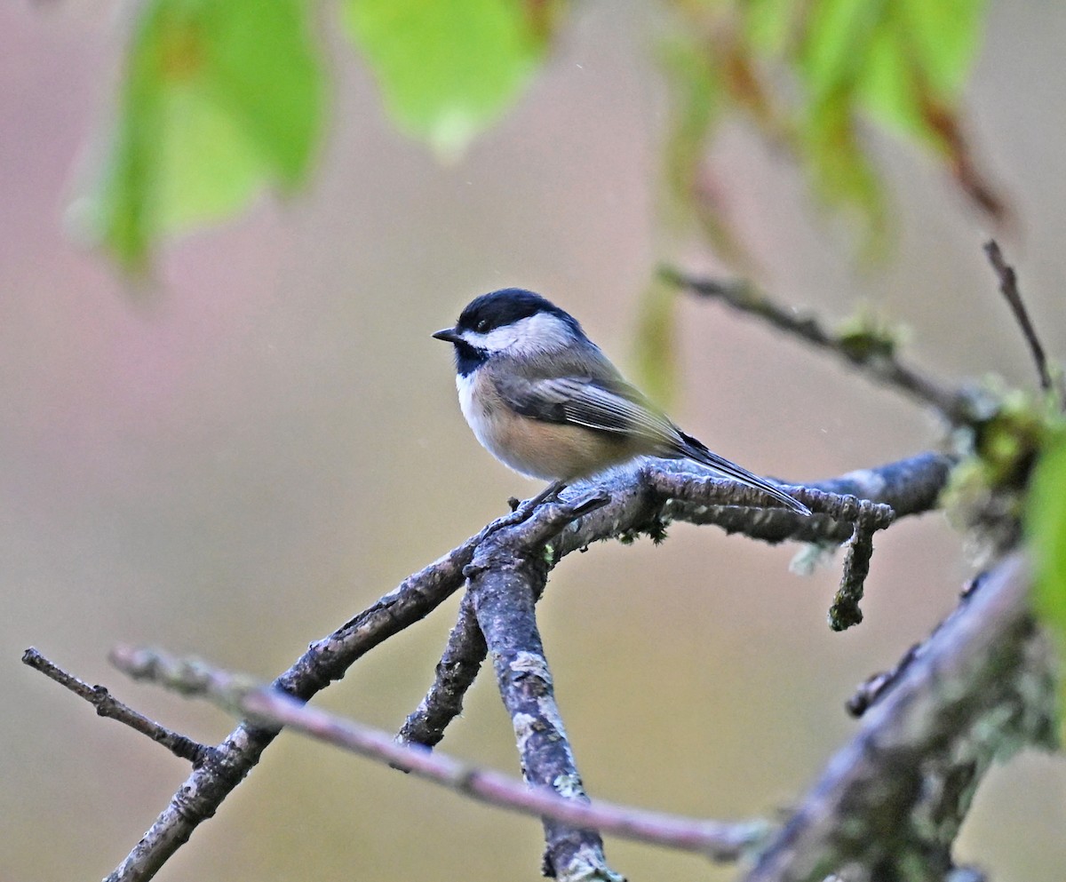 Black-capped Chickadee - ML643838713