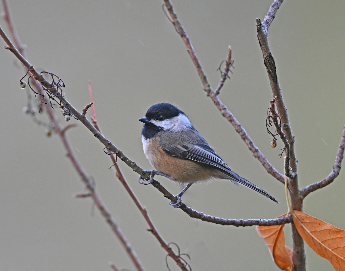 Black-capped Chickadee - ML643838715
