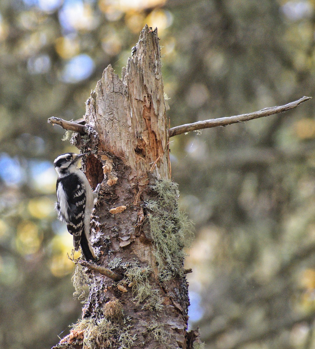 Downy Woodpecker - ML643838729