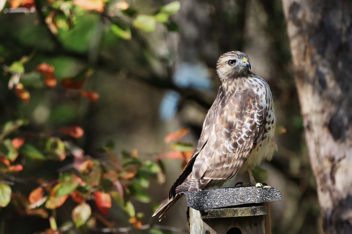 カタアカノスリ - ML643838758