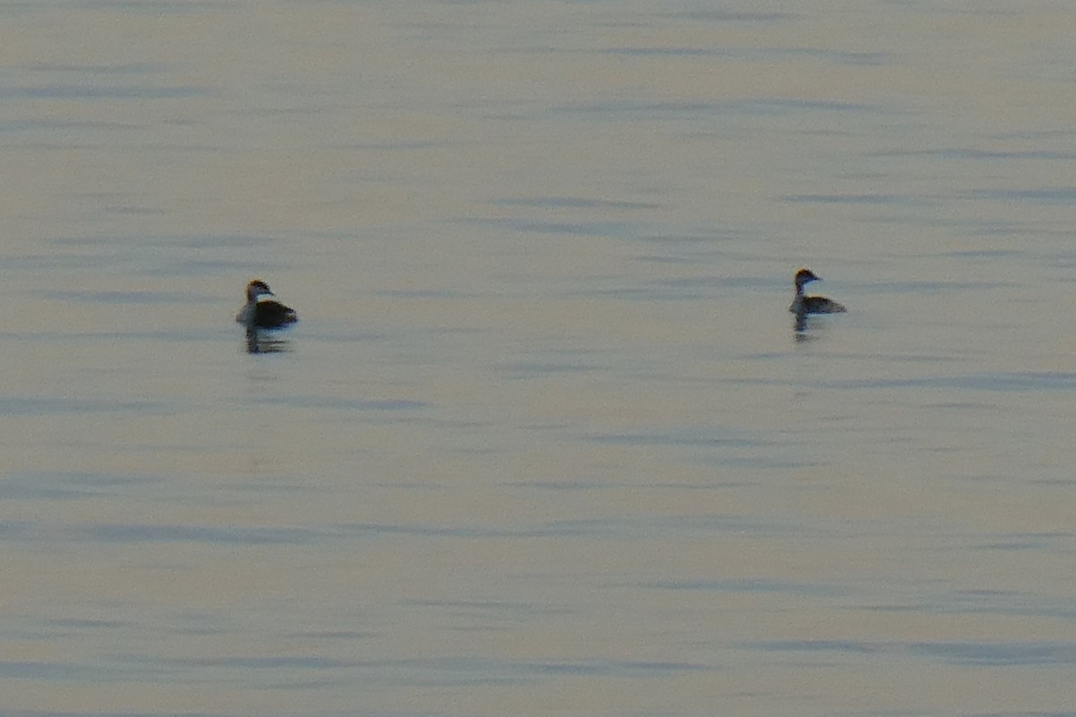 Horned Grebe - ML643838786