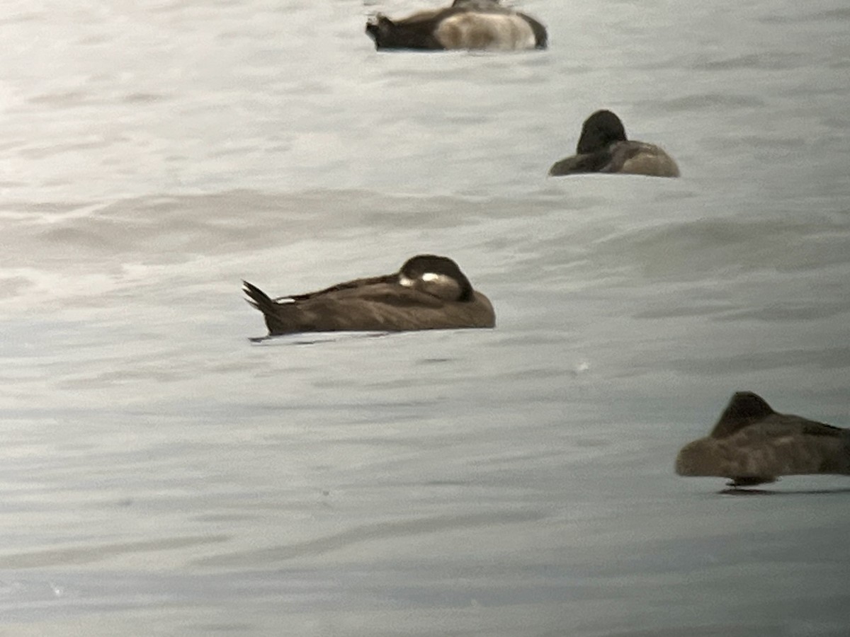 Surf Scoter - ML643838796