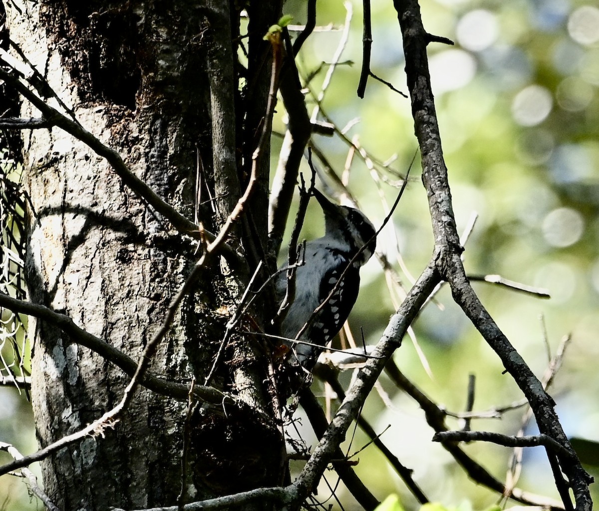 Hairy Woodpecker - ML643838797
