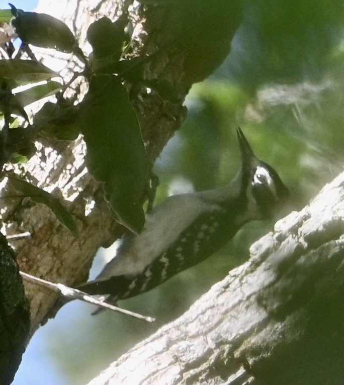 Hairy Woodpecker - ML643838798