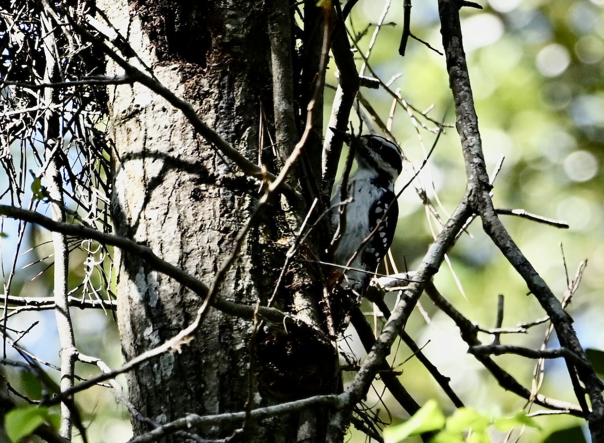 Hairy Woodpecker - ML643838799