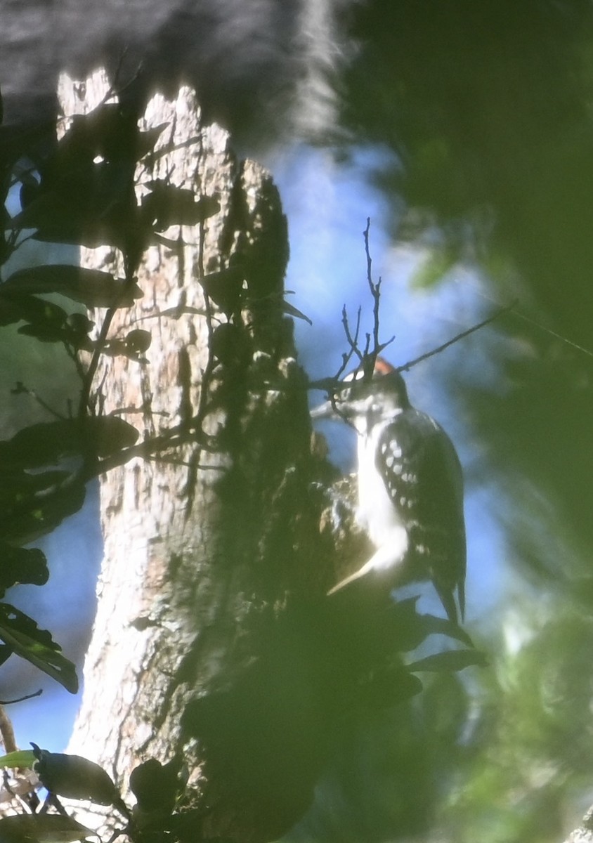 Hairy Woodpecker - ML643838800